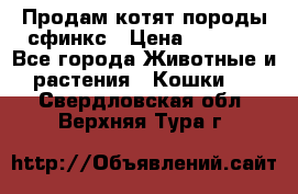 Продам котят породы сфинкс › Цена ­ 4 000 - Все города Животные и растения » Кошки   . Свердловская обл.,Верхняя Тура г.